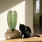 The Loggia Series Object #1："The Symbiosis Void"