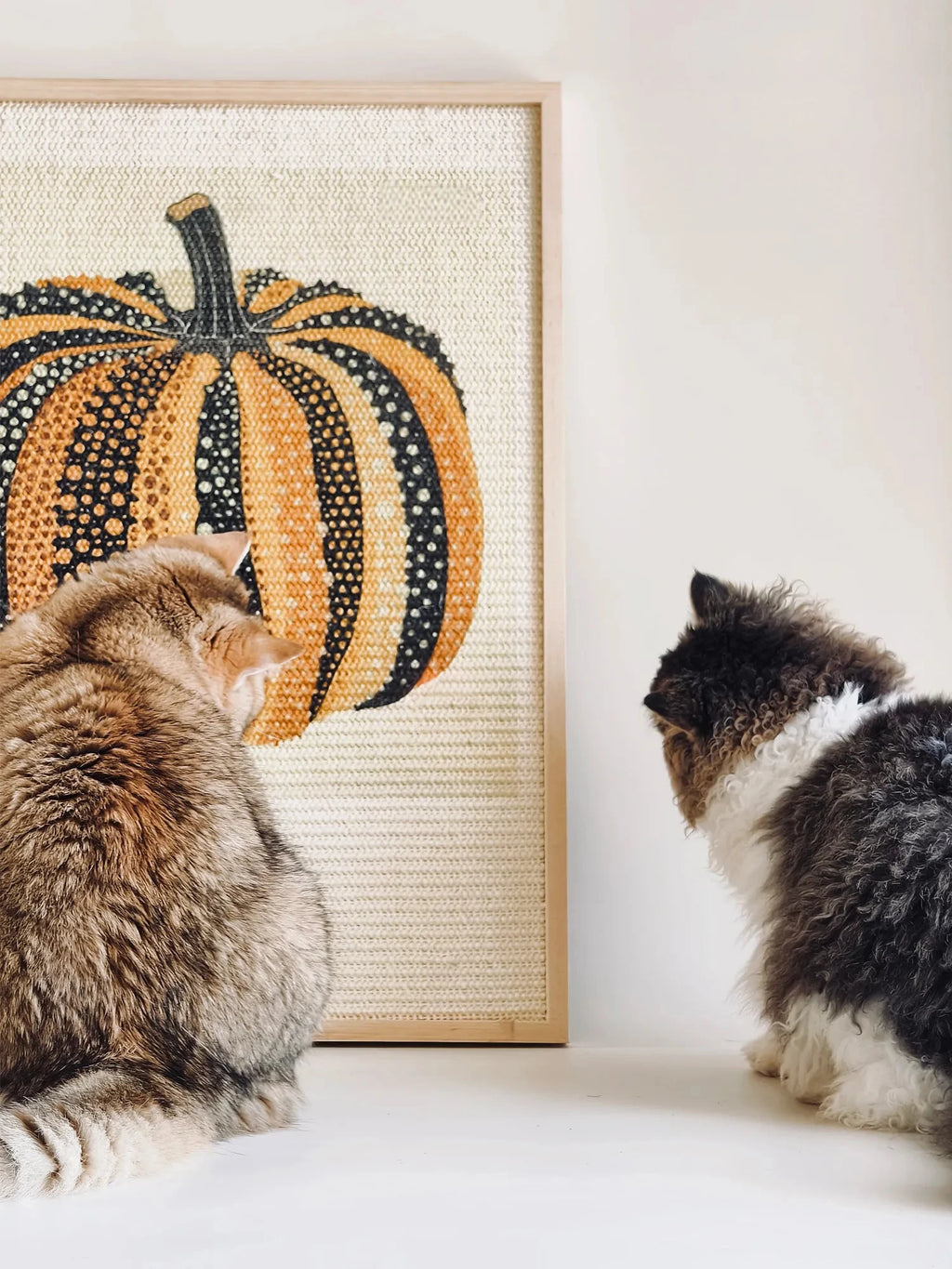 pumpkin cat scratching board