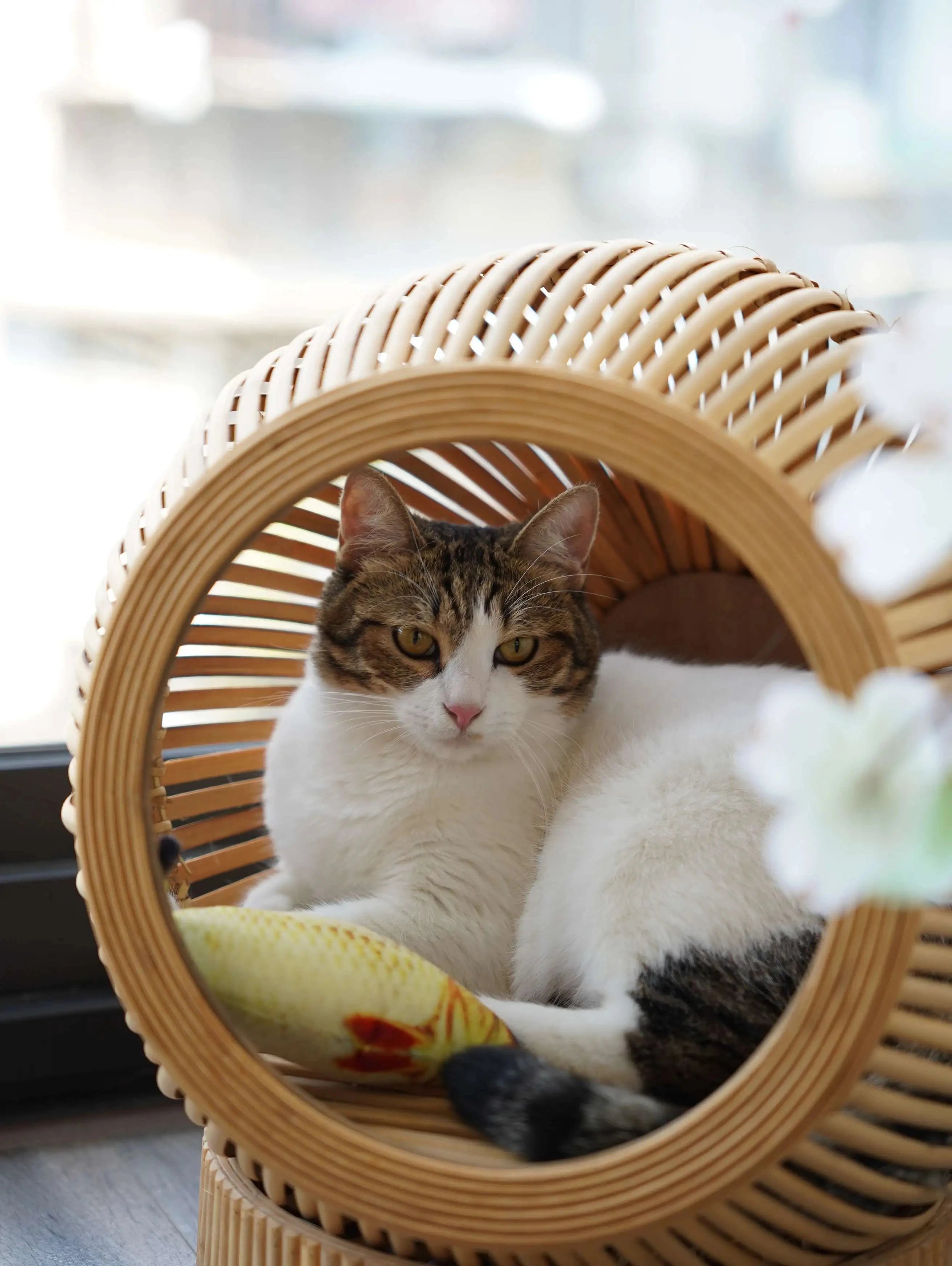 The Loggia Series Object #5："Pet Perch"